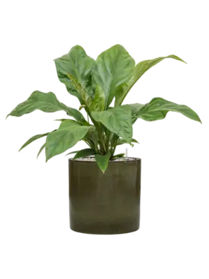 Soil (Vulkastrat)