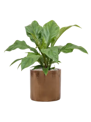 Soil (Vulkastrat)