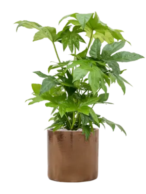 Soil (Vulkastrat)