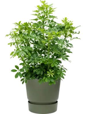 Soil (Vulkastrat)
