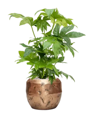 Soil (Vulkastrat)