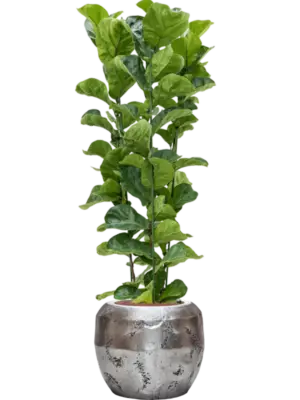 Hydroculture