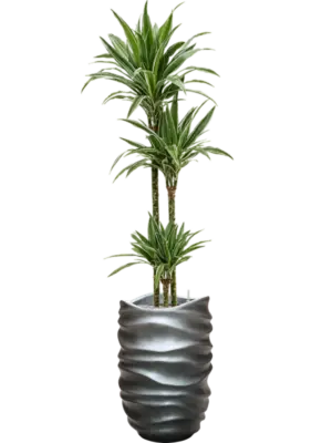 Soil (Vulkastrat)