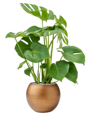 Soil (Vulkastrat)
