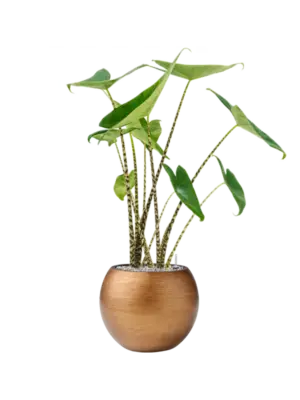 Soil (Vulkastrat)