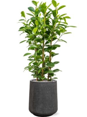 Soil (Vulkastrat)