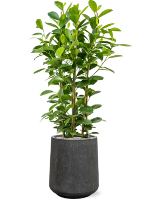 Soil (Vulkastrat)