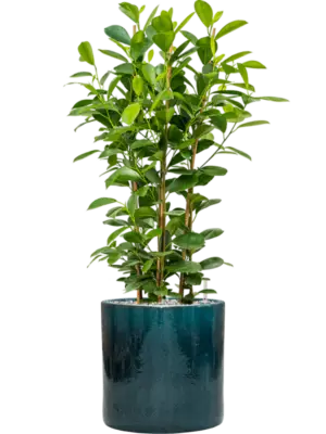 Soil (Vulkastrat)
