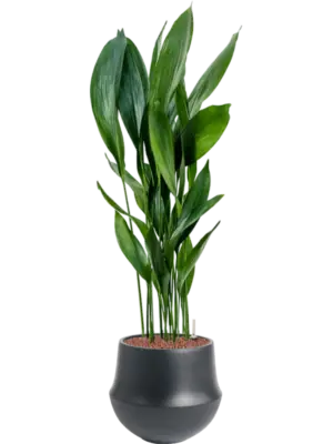 Hydroculture