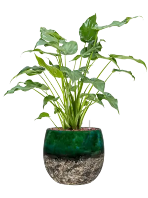 Hydroculture
