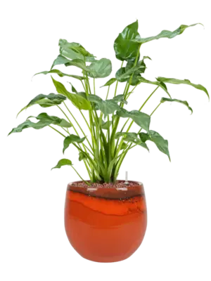 Hydroculture