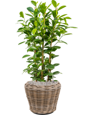 Soil (Vulkastrat)