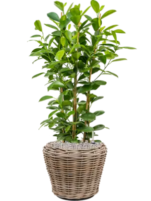 Soil (Vulkastrat)