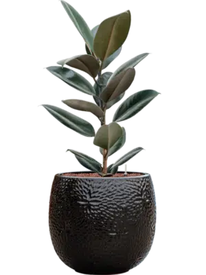 Hydroculture