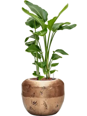Hydroculture