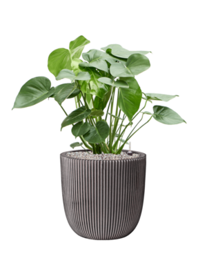 Soil (Vulkastrat)
