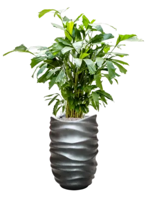 Soil (Vulkastrat)