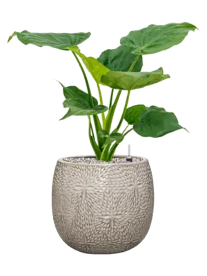 Soil (Vulkastrat)