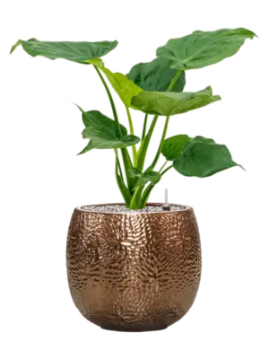 Soil (Vulkastrat)
