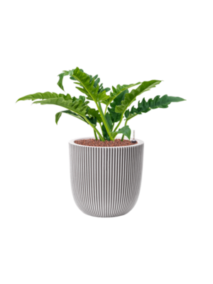 Hydroculture
