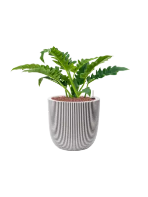Hydroculture