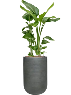 Hydroculture
