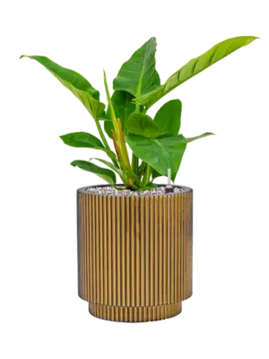 Soil (Vulkastrat)