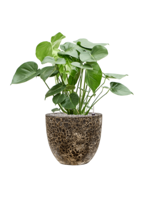 Soil (Vulkastrat)
