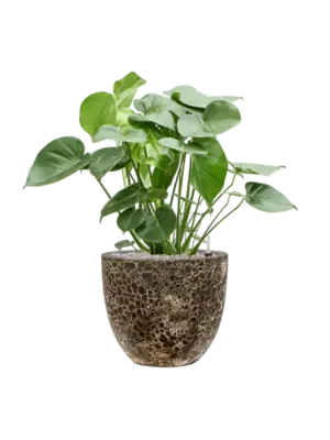 Soil (Vulkastrat)