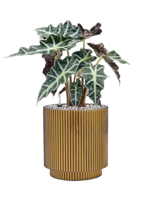 Soil (Vulkastrat)