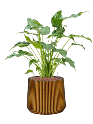 Hydroculture