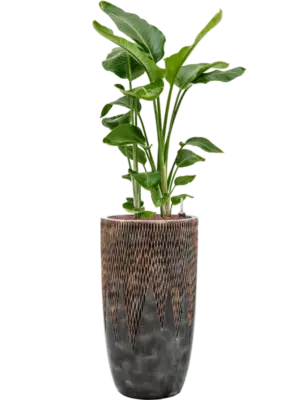 Hydroculture