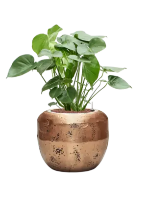 Hydroculture