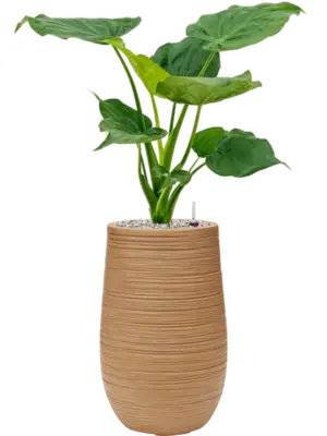 Soil (Vulkastrat)