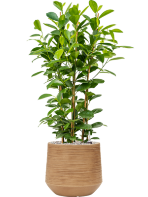 Soil (Vulkastrat)