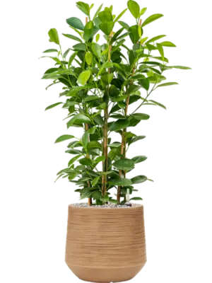 Soil (Vulkastrat)
