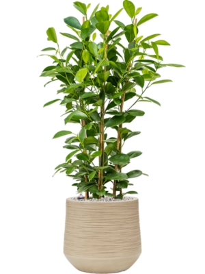 Soil (Vulkastrat)