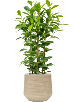 Soil (Vulkastrat)