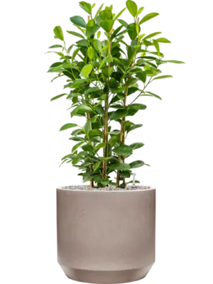 Soil (Vulkastrat)