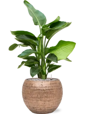 Soil (Vulkastrat)