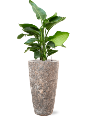 Soil (Vulkastrat)