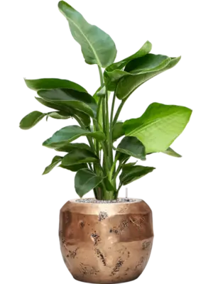 Soil (Vulkastrat)