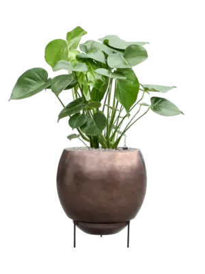Soil (Vulkastrat)