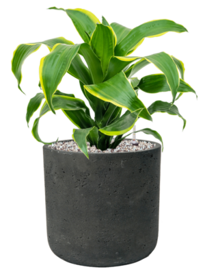 Soil (Vulkastrat)
