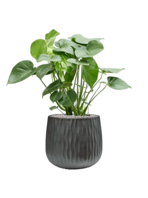 Soil (Vulkastrat)