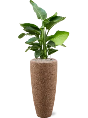 Soil (Vulkastrat)
