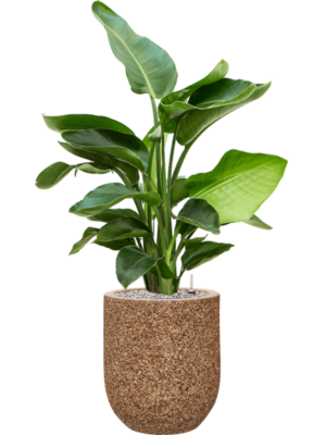 Soil (Vulkastrat)