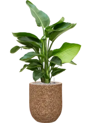 Soil (Vulkastrat)