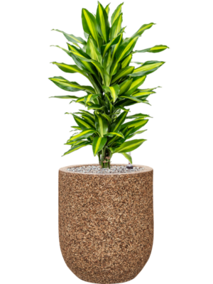 Soil (Vulkastrat)