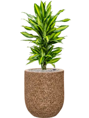 Soil (Vulkastrat)